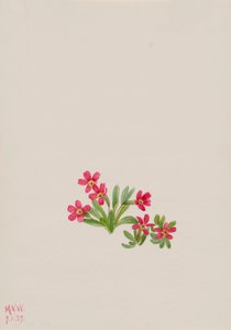 Primevère Primula angustifolia