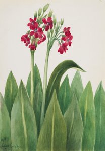 Primevère Primula parryi, 1938 - Mary Vaux Walcott