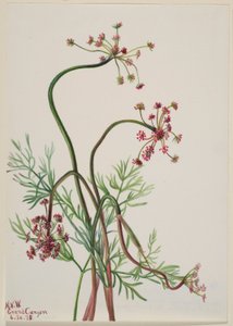 Pseudocymopterus montanus