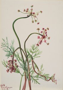 Pseudocymopterus montanus, 1938