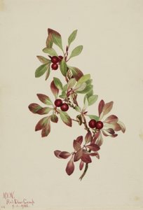 Arctus alpina (Arctous alpina)
