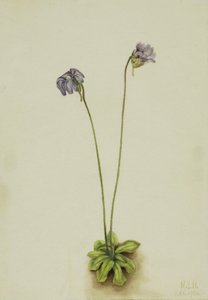 Pinguicula elatior