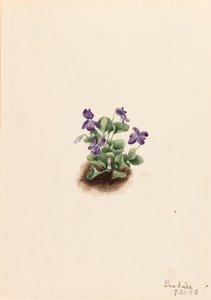Violette des montagnes violettes Viola adunca, 1918