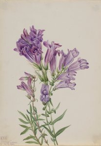 Pentstemon pourpre (Pentstemon lyallii) - Mary Vaux Walcott