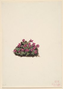 Saxifrage pourpre (Saxifraga oppositifolia) - Mary Vaux Walcott