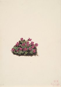 Saxifrage pourpre, 1924 - Mary Vaux Walcott