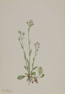 Antennaria racemosa