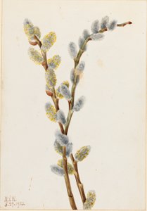 Saule roux (Salix discolor)