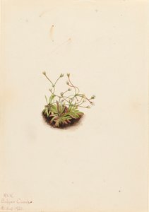 Androsace pygmée Androsace subumbellata, 1921