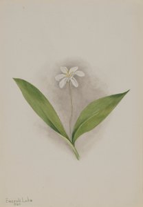 Églantier (Clintonia uniflora)