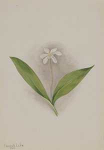 Clintonia uniflora, 1902