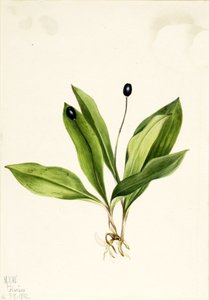 Clintonia uniflora