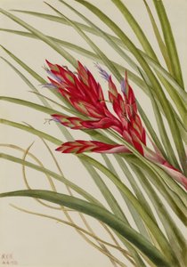 Tillandsia fasciculée (Tillandsia fasciculata) - Mary Vaux Walcott
