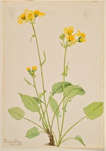 Séneçon jacobée (Senecio burkei)