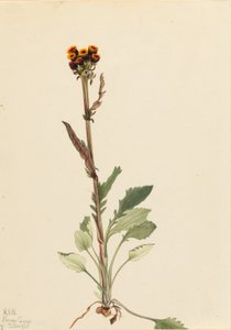 Senecio pauciflorus (Senecio pauciflorus) - Mary Vaux Walcott