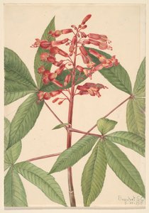 Buckeye rouge Aesculus pavia, 1918 - Mary Vaux Walcott