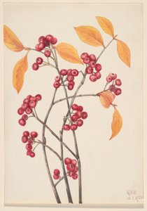 Aronie rouge (Aronia arbutifolia)
