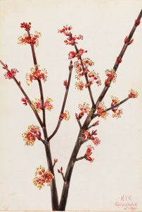 Érable rouge (Acer rubrum)