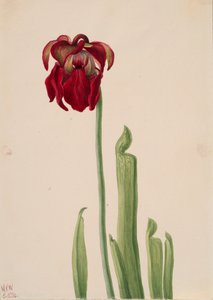 Sarracenia jonesii