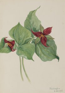 Trille rouge Trillium erectum, 1918