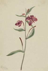 Epilobe rouge (Epilobium latifolium) - Mary Vaux Walcott
