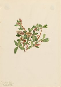 Saule des rochers (Salix petrophila) - Mary Vaux Walcott