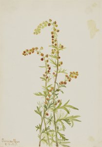 Armoise des rochers (Artemisia discolor) - Mary Vaux Walcott