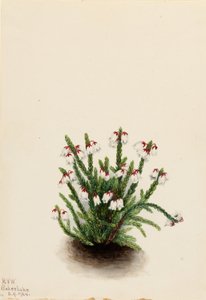 Cassiope des montagnes Rocheuses (Cassiope mertensiana)