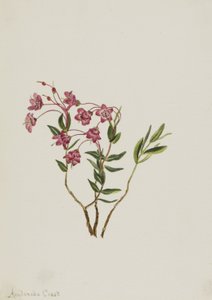 Kalmia des montagnes Rocheuses