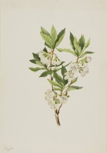 Rhododendron des montagnes Rocheuses (Rhododendron albiflorum)