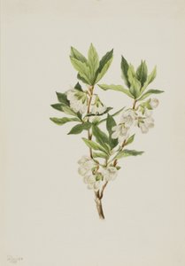 Rhododendron des montagnes Rocheuses Rhododendron albiflorum, 1901 - Mary Vaux Walcott