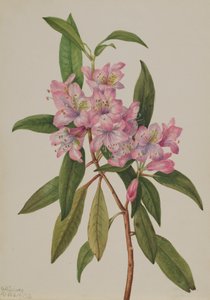 Rhododendron carolinien, 1932