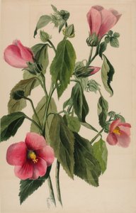 Gentiane rose (Sabbatia angularis)