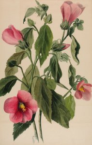 Gentiane rose Sabbatia angularis, 1880