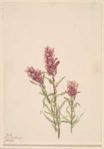 Castilleja pallida, 1920 - Mary Vaux Walcott