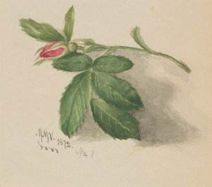 Rosebud, 1872