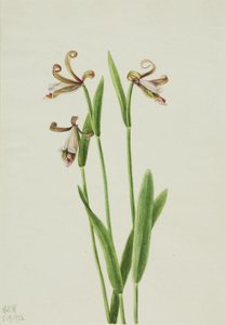 Orchidée bouton de rose Pogonia divaricata, 1926