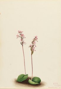 Orchis à feuilles rondes (Orchis rotundifolia) - Mary Vaux Walcott