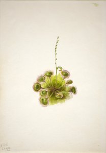 Droséra à feuilles rondes (Drosera rotundifolia)