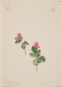 Rubus articus