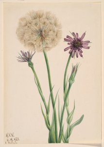 Salsifis (Tragopogon porrifolius)