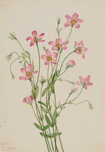 Sabatie étoilée Sabbatia stellaris, 1926 - Mary Vaux Walcott