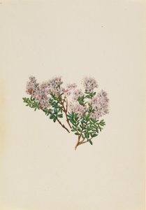Myrte des sables (Leiophyllum lyoni) - Mary Vaux Walcott