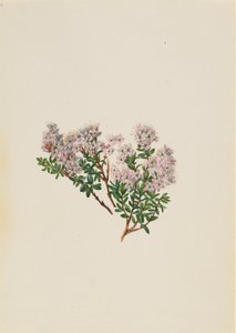 Sand Myrtle Leiophyllum lyoni, vers 1930