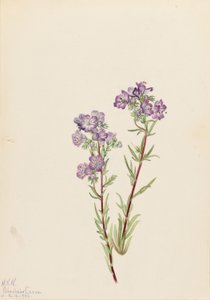 Phacélie des sables (Phacelia linearis)