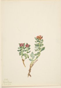 Sanifoiga adscendeus - Mary Vaux Walcott