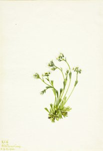Saxifrage (Saxifraga caespitosa)