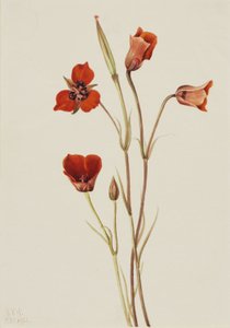 Mariposa écarlate (Calochortus kennedyi) - Mary Vaux Walcott