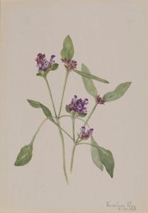 Auto-guérison (Prunella vulgaris)