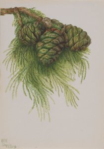 Séquoia (Sequoia gigantea)